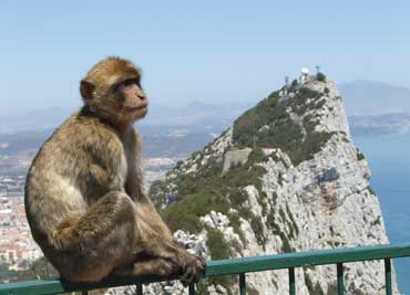 Tour Gibraltar. Monkeys' Rock