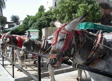 Tour Mijas. Donkey taxi